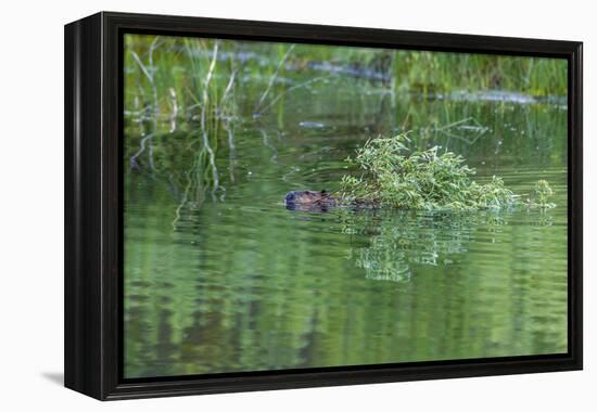 USA, Colorado, Gunnison National Forest. Wild Beaver Bringing Willows Back to Lodge-Jaynes Gallery-Framed Premier Image Canvas