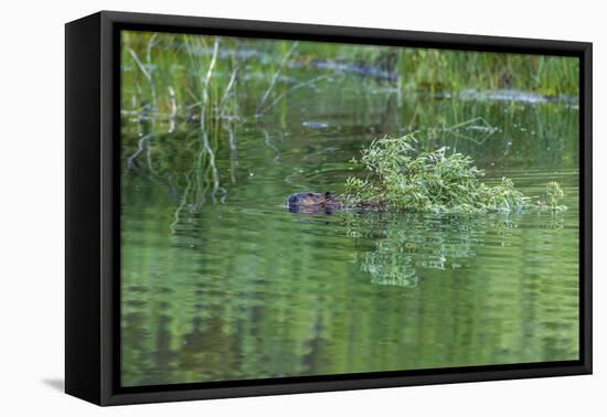 USA, Colorado, Gunnison National Forest. Wild Beaver Bringing Willows Back to Lodge-Jaynes Gallery-Framed Premier Image Canvas