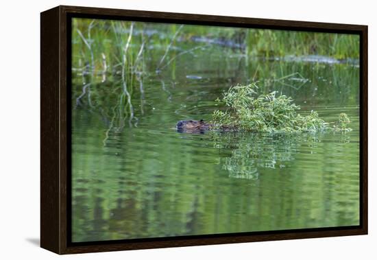 USA, Colorado, Gunnison National Forest. Wild Beaver Bringing Willows Back to Lodge-Jaynes Gallery-Framed Premier Image Canvas