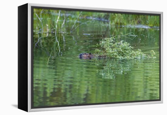 USA, Colorado, Gunnison National Forest. Wild Beaver Bringing Willows Back to Lodge-Jaynes Gallery-Framed Premier Image Canvas