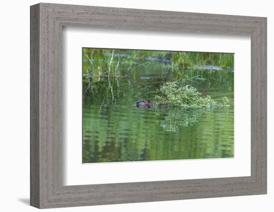 USA, Colorado, Gunnison National Forest. Wild Beaver Bringing Willows Back to Lodge-Jaynes Gallery-Framed Photographic Print