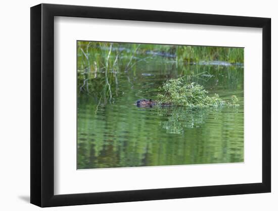 USA, Colorado, Gunnison National Forest. Wild Beaver Bringing Willows Back to Lodge-Jaynes Gallery-Framed Photographic Print