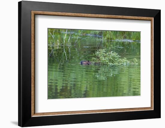 USA, Colorado, Gunnison National Forest. Wild Beaver Bringing Willows Back to Lodge-Jaynes Gallery-Framed Photographic Print