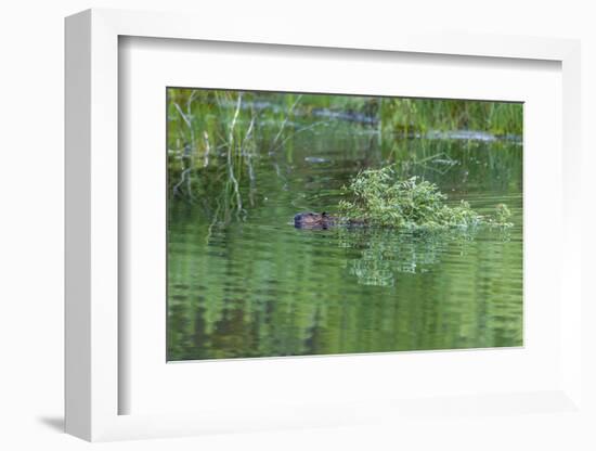 USA, Colorado, Gunnison National Forest. Wild Beaver Bringing Willows Back to Lodge-Jaynes Gallery-Framed Photographic Print