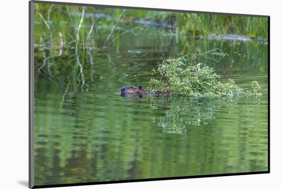 USA, Colorado, Gunnison National Forest. Wild Beaver Bringing Willows Back to Lodge-Jaynes Gallery-Mounted Photographic Print