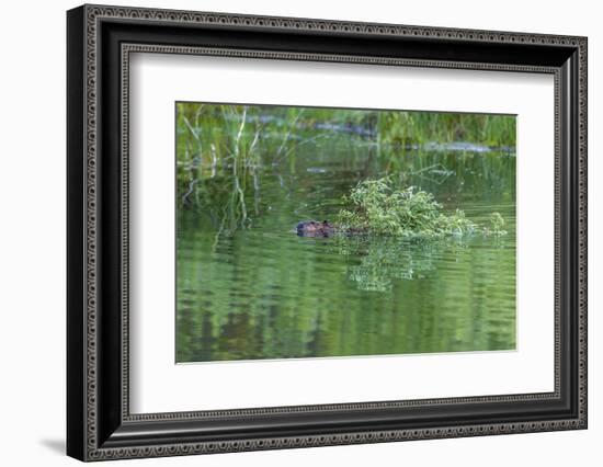 USA, Colorado, Gunnison National Forest. Wild Beaver Bringing Willows Back to Lodge-Jaynes Gallery-Framed Photographic Print