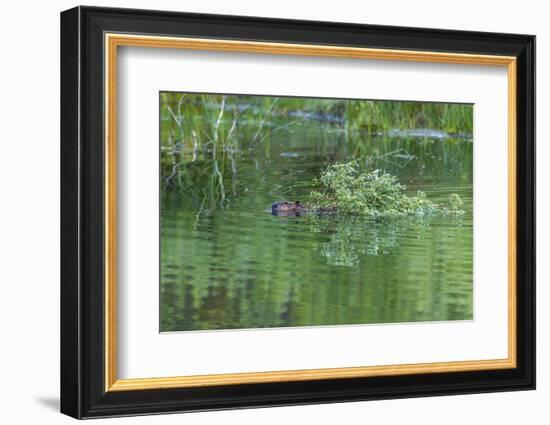 USA, Colorado, Gunnison National Forest. Wild Beaver Bringing Willows Back to Lodge-Jaynes Gallery-Framed Photographic Print