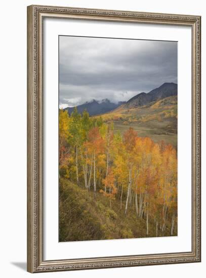 USA, Colorado, Gunnison NF. Aspen Grove at Peak Autumn Color-Don Grall-Framed Photographic Print