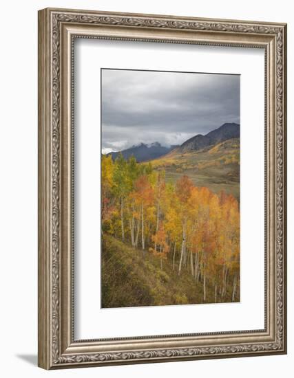 USA, Colorado, Gunnison NF. Aspen Grove at Peak Autumn Color-Don Grall-Framed Photographic Print