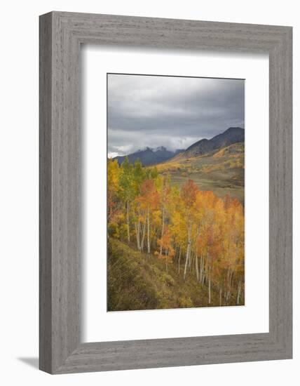 USA, Colorado, Gunnison NF. Aspen Grove at Peak Autumn Color-Don Grall-Framed Photographic Print