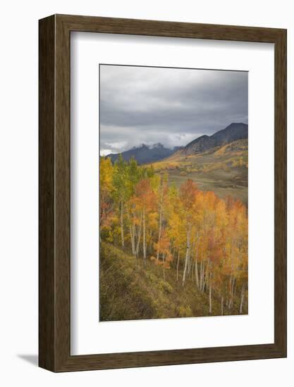 USA, Colorado, Gunnison NF. Aspen Grove at Peak Autumn Color-Don Grall-Framed Photographic Print