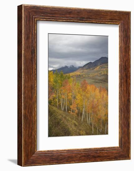 USA, Colorado, Gunnison NF. Aspen Grove at Peak Autumn Color-Don Grall-Framed Photographic Print