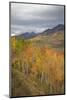 USA, Colorado, Gunnison NF. Aspen Grove at Peak Autumn Color-Don Grall-Mounted Photographic Print