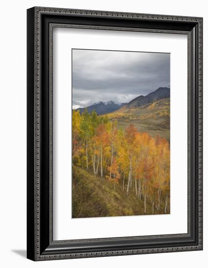 USA, Colorado, Gunnison NF. Aspen Grove at Peak Autumn Color-Don Grall-Framed Photographic Print