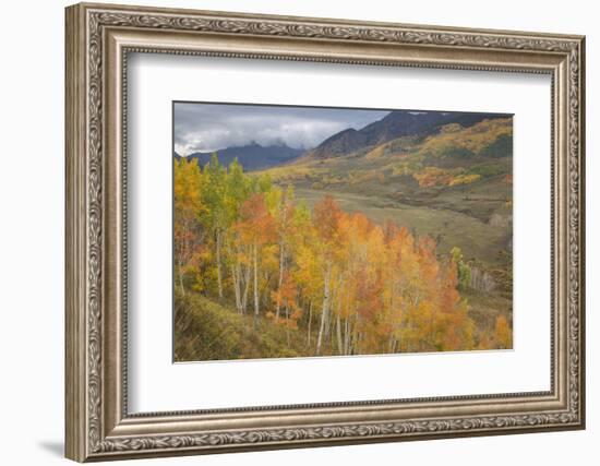 USA, Colorado, Gunnison NF. Aspen Grove at Peak Autumn Color-Don Grall-Framed Photographic Print