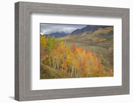 USA, Colorado, Gunnison NF. Aspen Grove at Peak Autumn Color-Don Grall-Framed Photographic Print