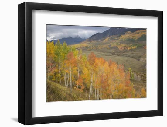 USA, Colorado, Gunnison NF. Aspen Grove at Peak Autumn Color-Don Grall-Framed Photographic Print