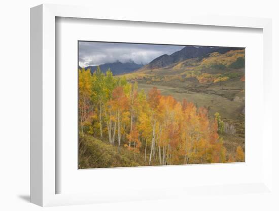 USA, Colorado, Gunnison NF. Aspen Grove at Peak Autumn Color-Don Grall-Framed Photographic Print