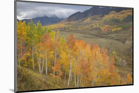 USA, Colorado, Gunnison NF. Aspen Grove at Peak Autumn Color-Don Grall-Mounted Photographic Print