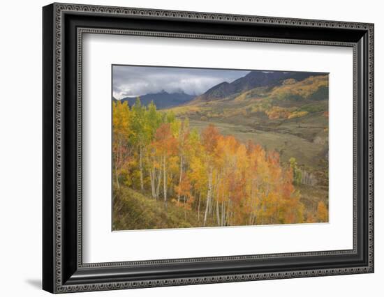 USA, Colorado, Gunnison NF. Aspen Grove at Peak Autumn Color-Don Grall-Framed Photographic Print