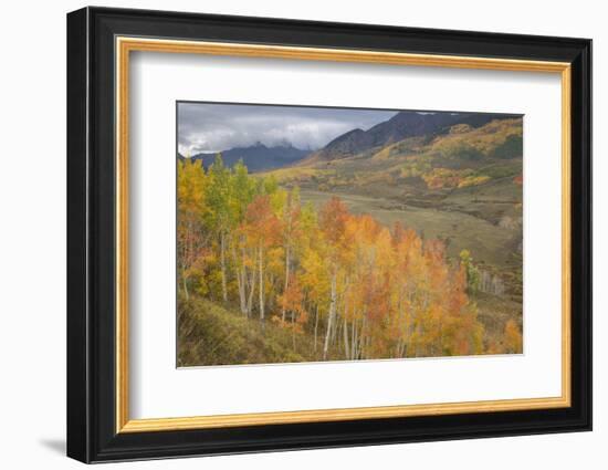 USA, Colorado, Gunnison NF. Aspen Grove at Peak Autumn Color-Don Grall-Framed Photographic Print