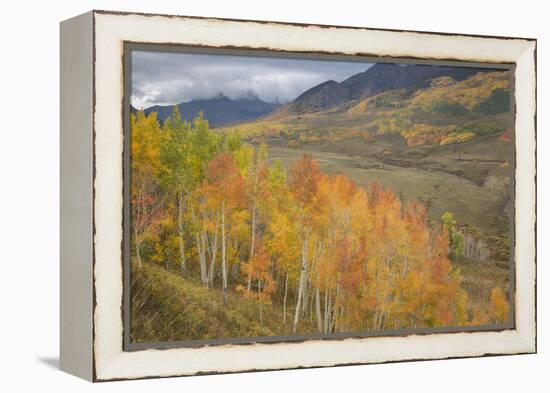 USA, Colorado, Gunnison NF. Aspen Grove at Peak Autumn Color-Don Grall-Framed Premier Image Canvas