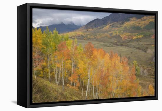 USA, Colorado, Gunnison NF. Aspen Grove at Peak Autumn Color-Don Grall-Framed Premier Image Canvas