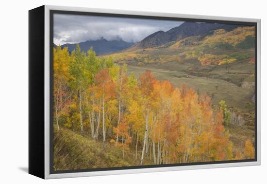 USA, Colorado, Gunnison NF. Aspen Grove at Peak Autumn Color-Don Grall-Framed Premier Image Canvas