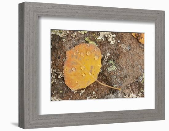 USA, Colorado, Gunnison NF. Aspen Leaf and Lichen on Rock-Don Grall-Framed Photographic Print