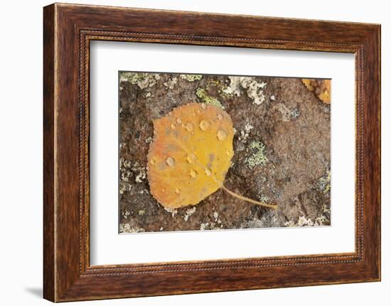 USA, Colorado, Gunnison NF. Aspen Leaf and Lichen on Rock-Don Grall-Framed Photographic Print