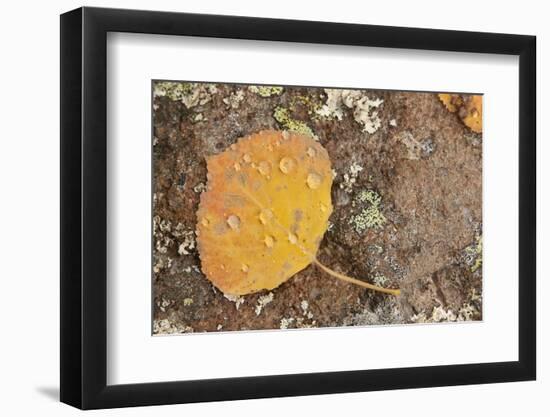 USA, Colorado, Gunnison NF. Aspen Leaf and Lichen on Rock-Don Grall-Framed Photographic Print