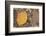 USA, Colorado, Gunnison NF. Aspen Leaf and Lichen on Rock-Don Grall-Framed Photographic Print