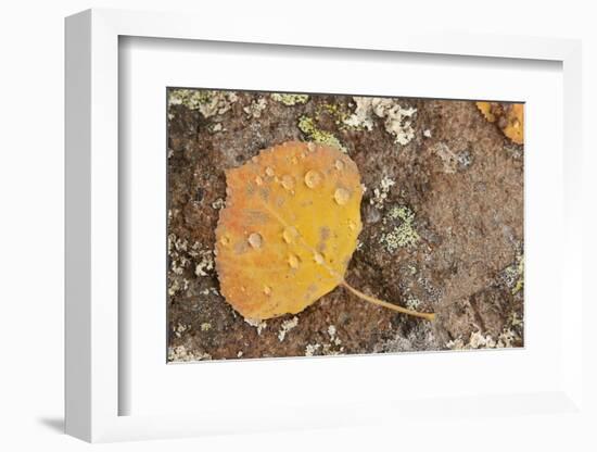 USA, Colorado, Gunnison NF. Aspen Leaf and Lichen on Rock-Don Grall-Framed Photographic Print