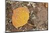 USA, Colorado, Gunnison NF. Aspen Leaf and Lichen on Rock-Don Grall-Mounted Photographic Print
