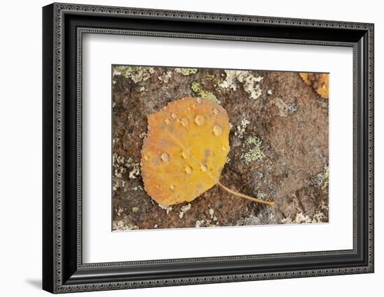 USA, Colorado, Gunnison NF. Aspen Leaf and Lichen on Rock-Don Grall-Framed Photographic Print