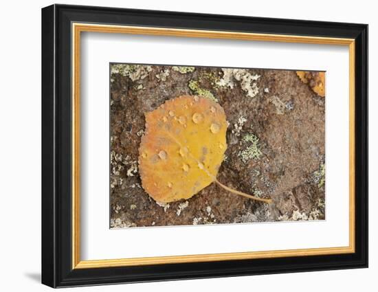 USA, Colorado, Gunnison NF. Aspen Leaf and Lichen on Rock-Don Grall-Framed Photographic Print