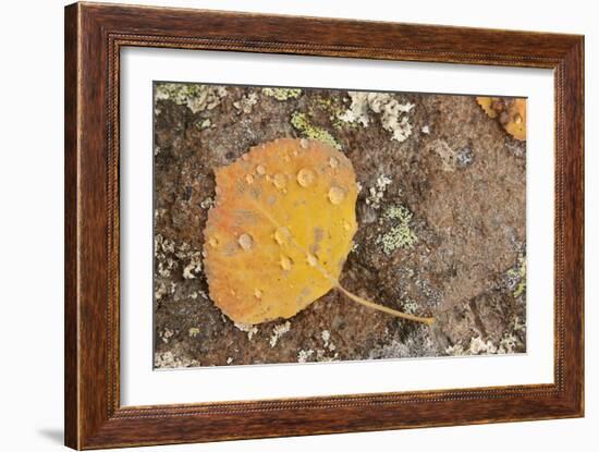 USA, Colorado, Gunnison NF. Aspen Leaf and Lichen on Rock-Don Grall-Framed Photographic Print