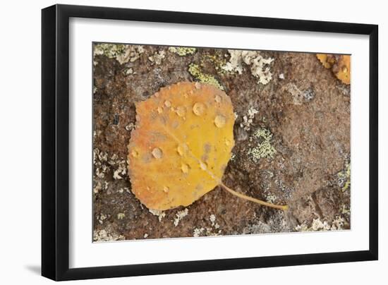 USA, Colorado, Gunnison NF. Aspen Leaf and Lichen on Rock-Don Grall-Framed Photographic Print