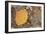 USA, Colorado, Gunnison NF. Aspen Leaf and Lichen on Rock-Don Grall-Framed Photographic Print