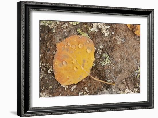 USA, Colorado, Gunnison NF. Aspen Leaf and Lichen on Rock-Don Grall-Framed Photographic Print