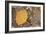 USA, Colorado, Gunnison NF. Aspen Leaf and Lichen on Rock-Don Grall-Framed Photographic Print