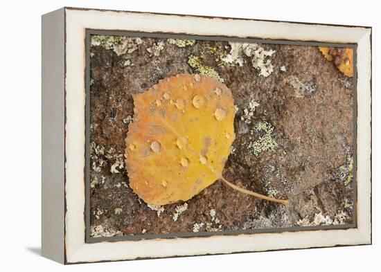 USA, Colorado, Gunnison NF. Aspen Leaf and Lichen on Rock-Don Grall-Framed Premier Image Canvas