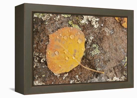 USA, Colorado, Gunnison NF. Aspen Leaf and Lichen on Rock-Don Grall-Framed Premier Image Canvas