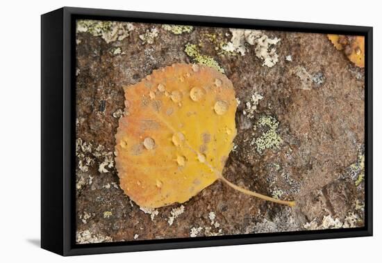 USA, Colorado, Gunnison NF. Aspen Leaf and Lichen on Rock-Don Grall-Framed Premier Image Canvas