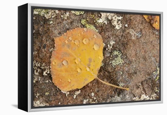 USA, Colorado, Gunnison NF. Aspen Leaf and Lichen on Rock-Don Grall-Framed Premier Image Canvas