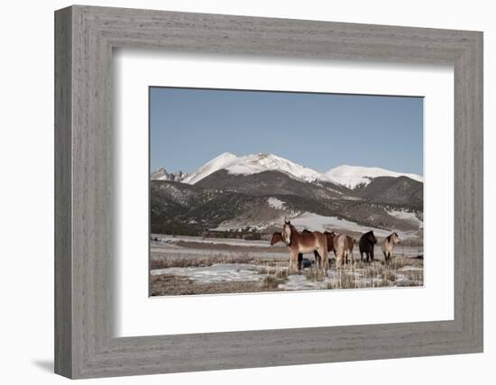 USA, Colorado. Herd of horses.-Cindy Miller Hopkins-Framed Photographic Print