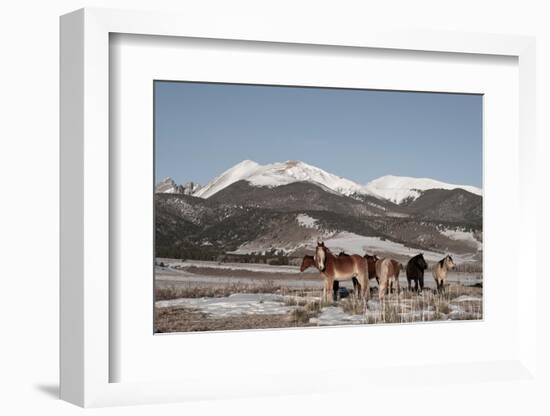USA, Colorado. Herd of horses.-Cindy Miller Hopkins-Framed Photographic Print