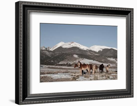 USA, Colorado. Herd of horses.-Cindy Miller Hopkins-Framed Photographic Print