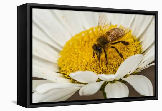 USA, Colorado, Jefferson County. Honey Bee on Daisy Blossom-Cathy & Gordon Illg-Framed Premier Image Canvas