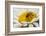 USA, Colorado, Jefferson County. Honey Bee on Daisy Blossom-Cathy & Gordon Illg-Framed Photographic Print